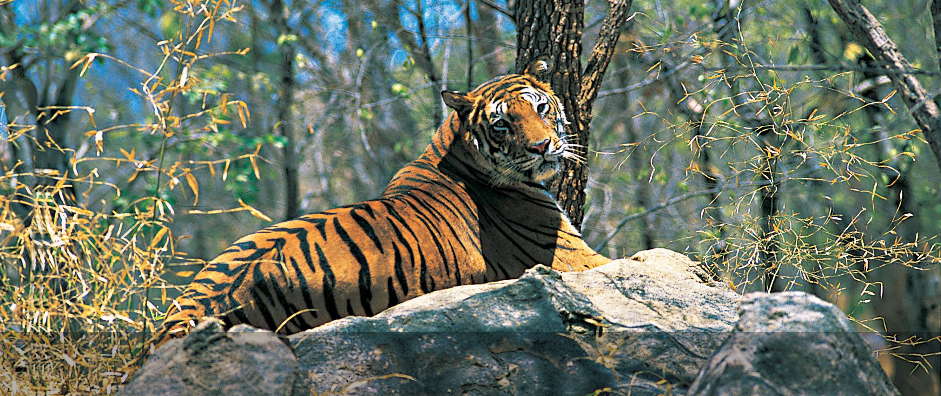 tiger, ranthambore