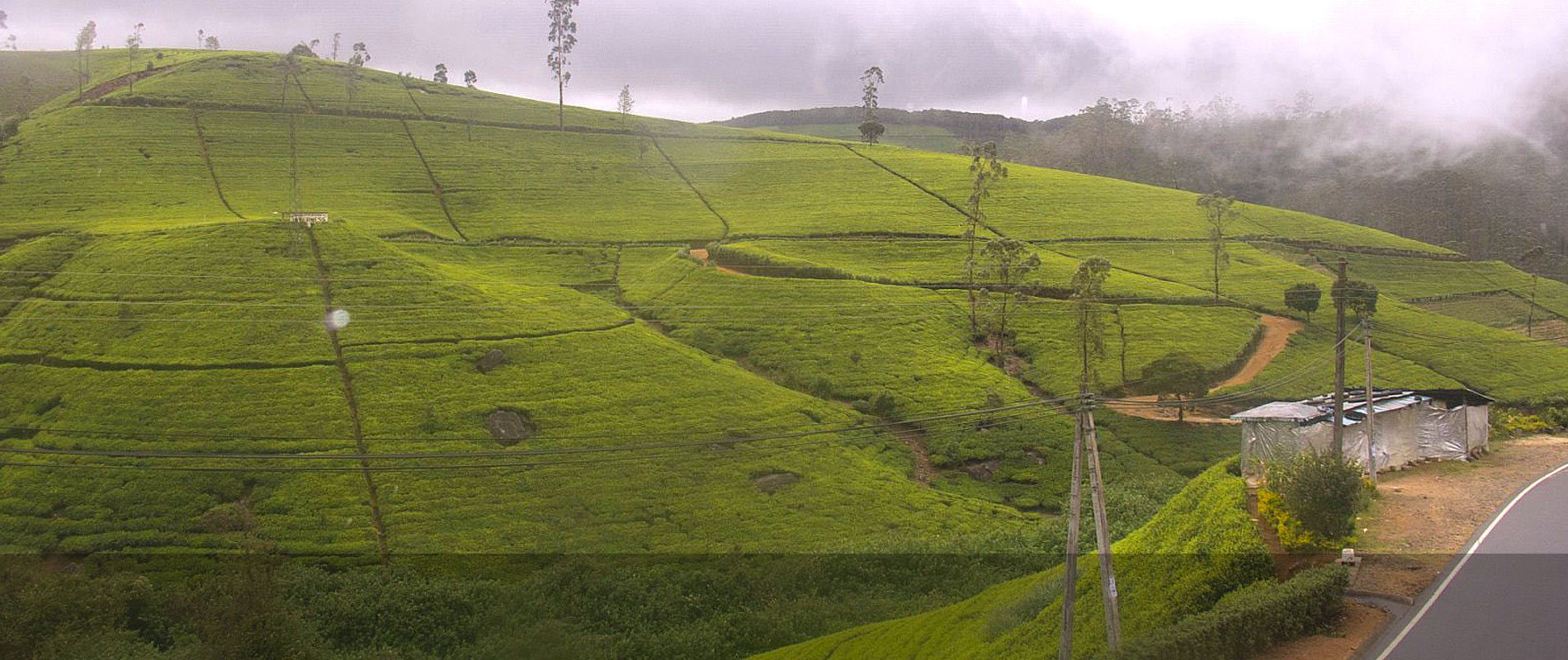 NuwaraEliya