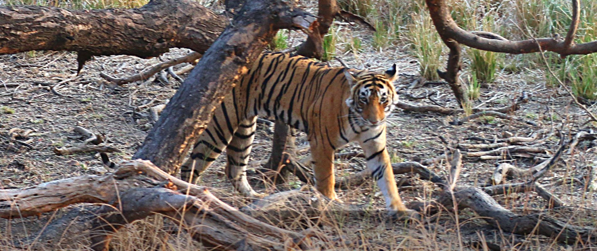 Ranthambore