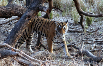 tiger, rathambore